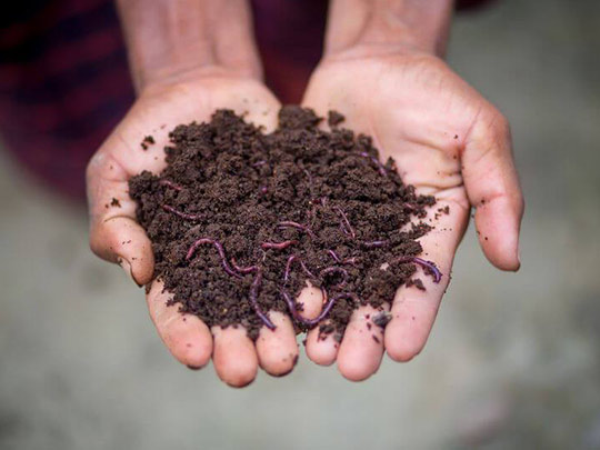Rasi Organic Farms